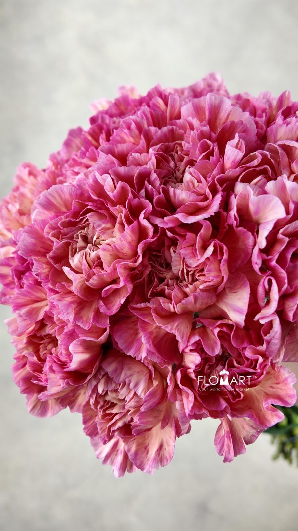 Dianthus st Minami Passion