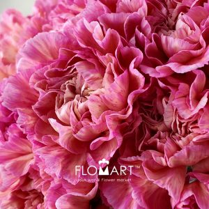 Dianthus st Minami Passion - Image 2