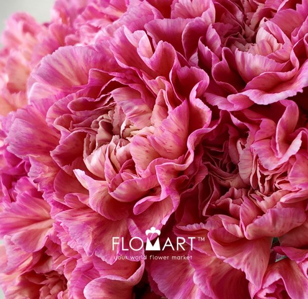 Dianthus st Minami Passion