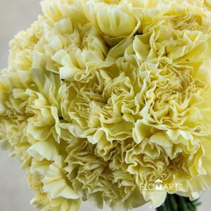 Dianthus st Minami Poly