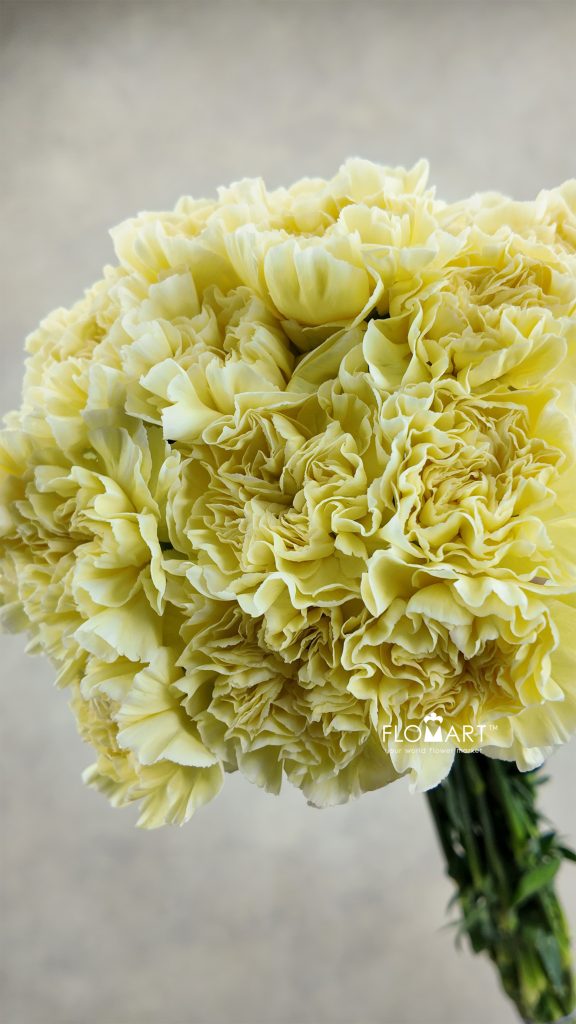 Dianthus st Minami Poly