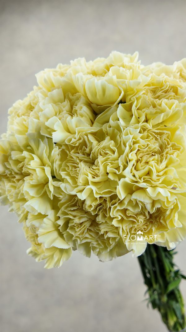 Dianthus st Minami Poly
