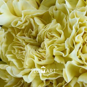 Dianthus st Minami Poly - Image 2