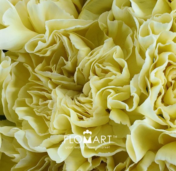 Dianthus st Minami Poly