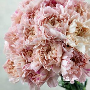 Dianthus st Minami Sakura