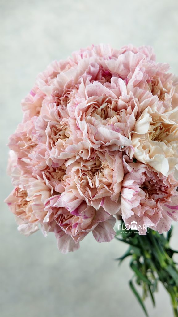 Dianthus st Minami Sakura