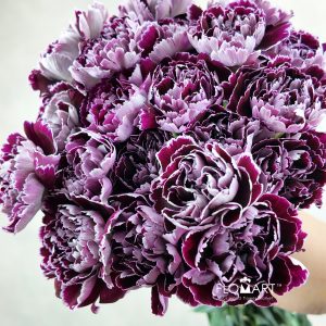 Dianthus st Minerva