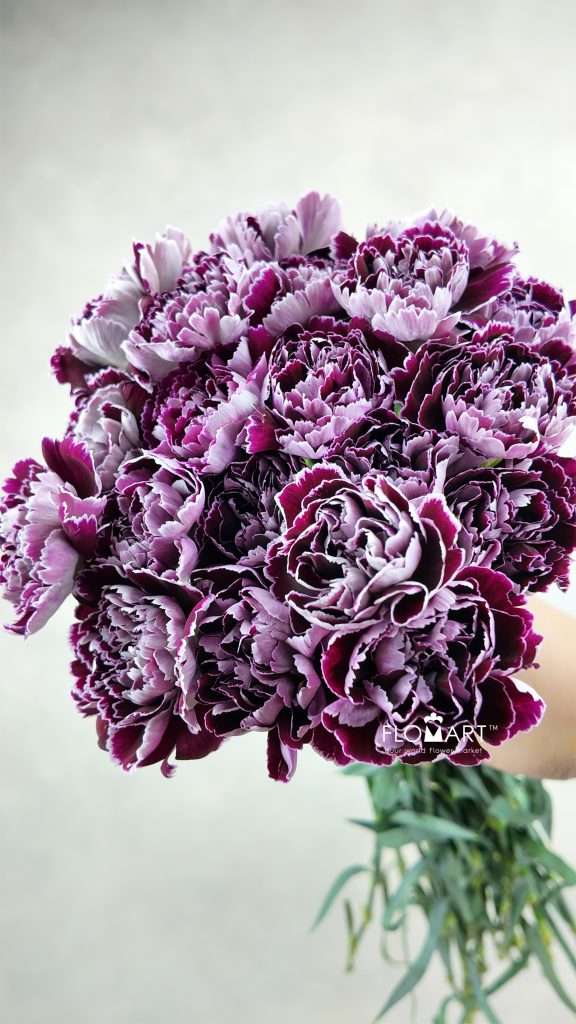 Dianthus st Minerva