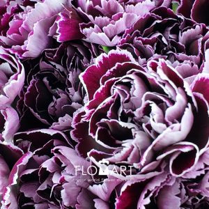Dianthus st Minerva - Image 2