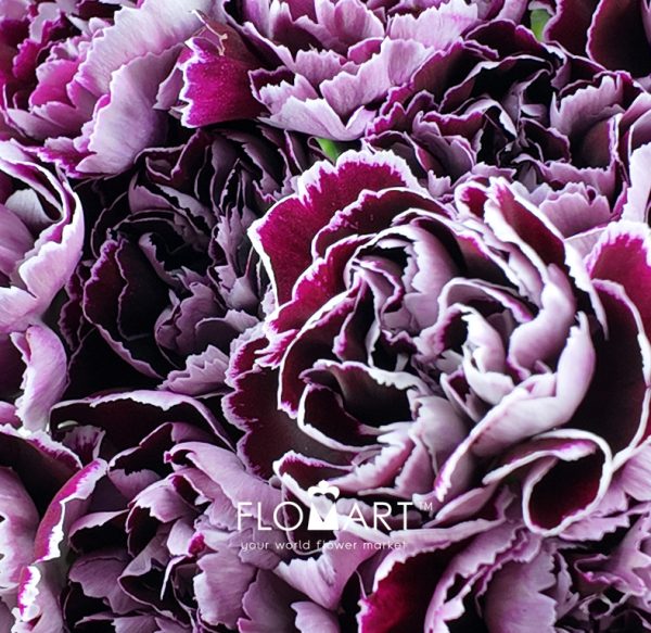 Dianthus st Minerva