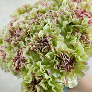 Dianthus st Mochi