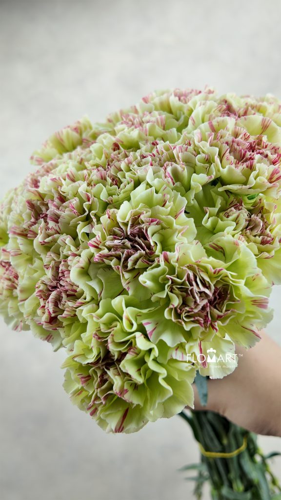 Dianthus st Mochi