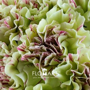 Dianthus st Mochi - Image 2