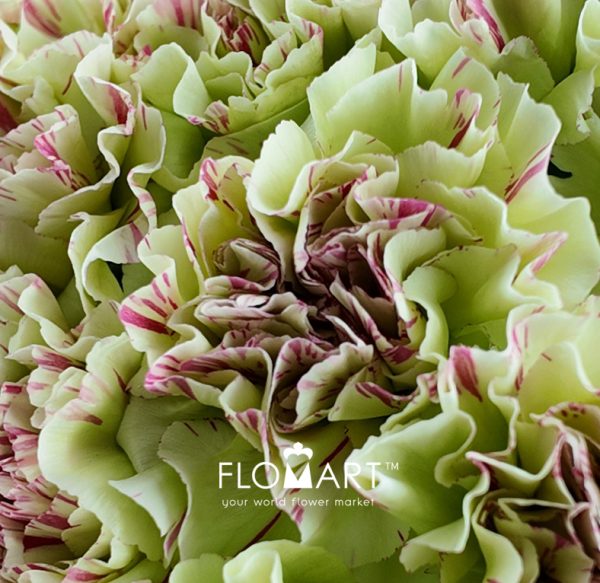 Dianthus st Mochi