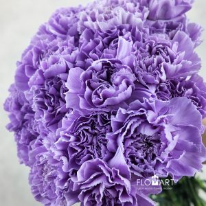 Dianthus st Moonaqua