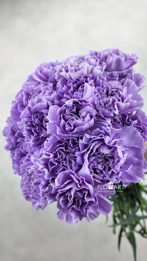 Dianthus st Moonaqua Dianthus st Moonaqua