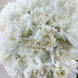 Dianthus st Moonlight