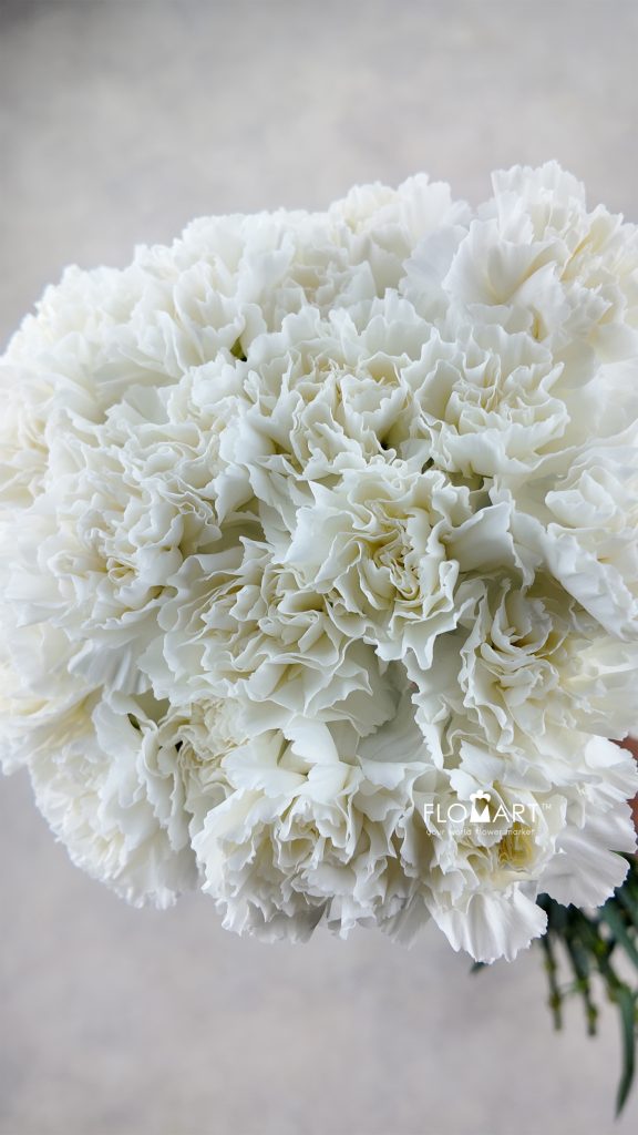 Dianthus st Moonlight