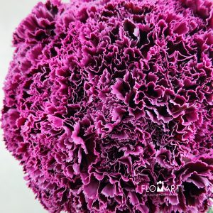 Dianthus st Nobbio Burgundy