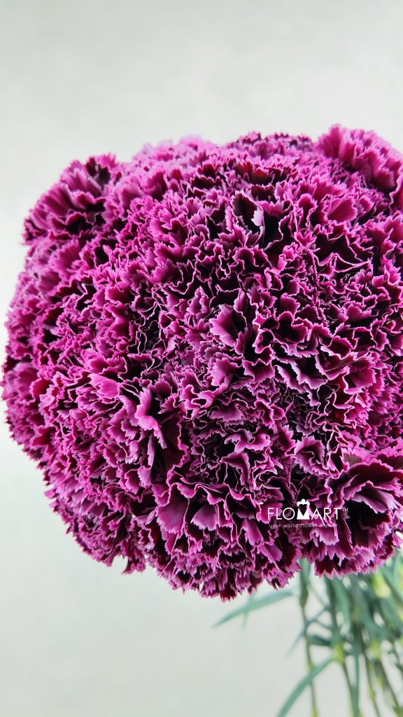 Dianthus st Nobbio Burgundy