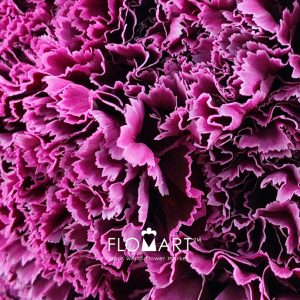 Dianthus st Nobbio Burgundy - Image 2