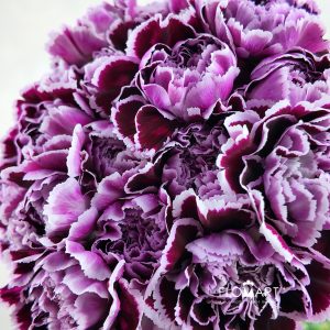 Dianthus st Nobbio Filigrana