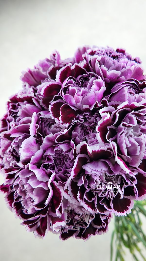 Dianthus st Nobbio Filigrana