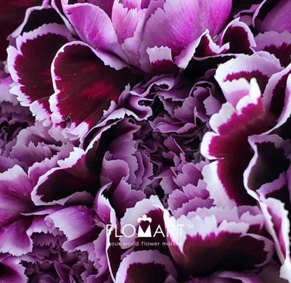 Dianthus st Nobbio Filigrana