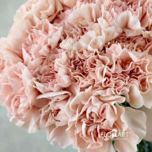 Dianthus st Novia