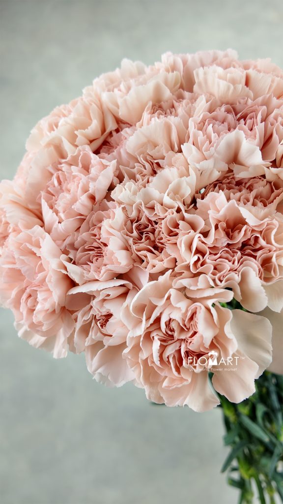 Dianthus st Novia