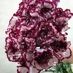 Dianthus st Olympia