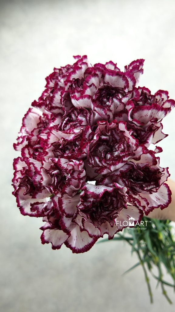 Dianthus st Olympia