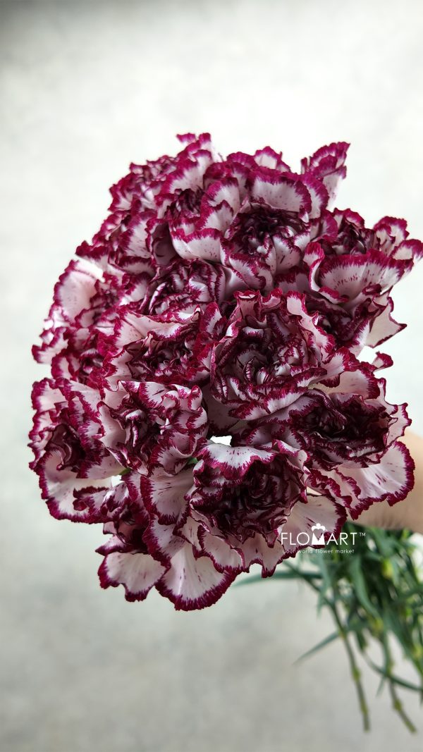 Dianthus st Olympia