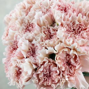 Dianthus st Pastel Crimea
