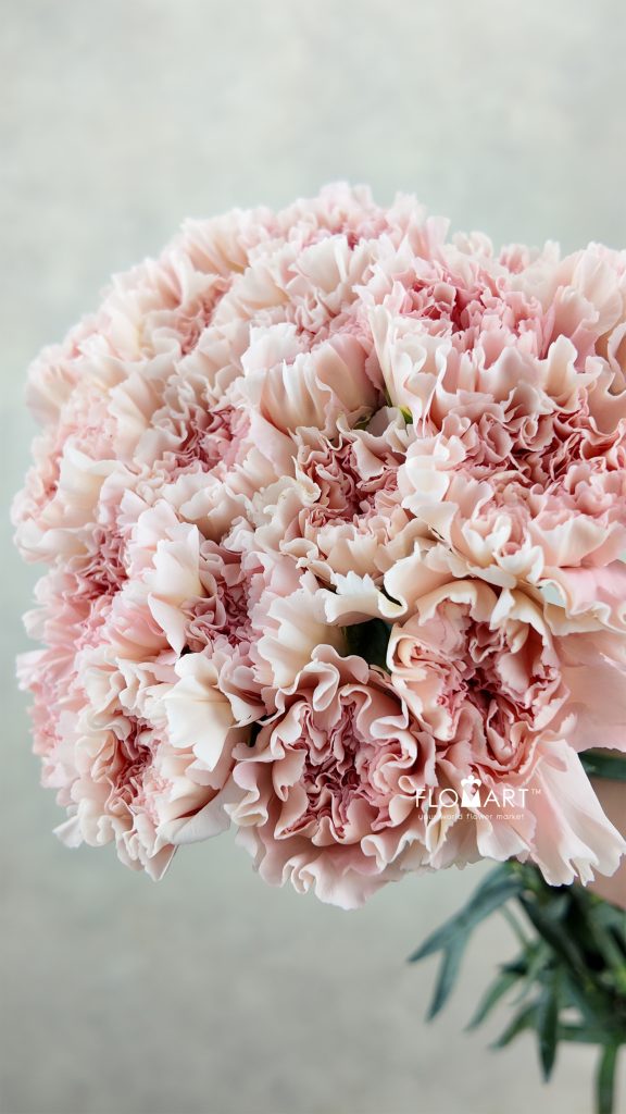 Dianthus st Pastel Crimea