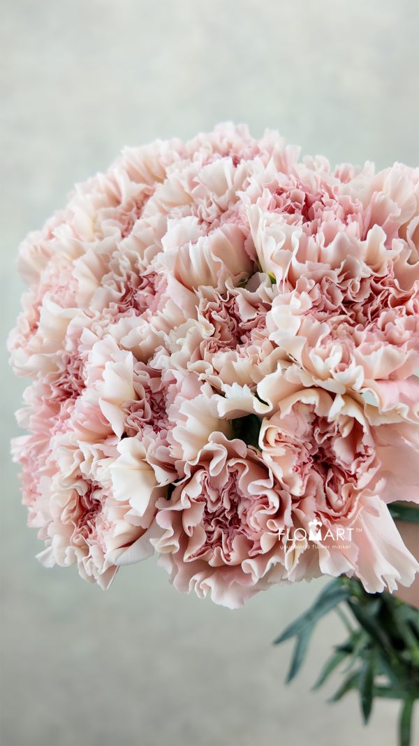 Dianthus st Pastel Crimea Dianthus st Pastel Crimea