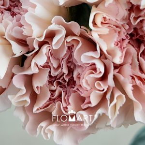 Dianthus st Pastel Crimea - Image 2