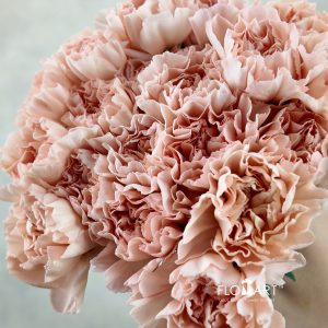 Dianthus st Peach Novia