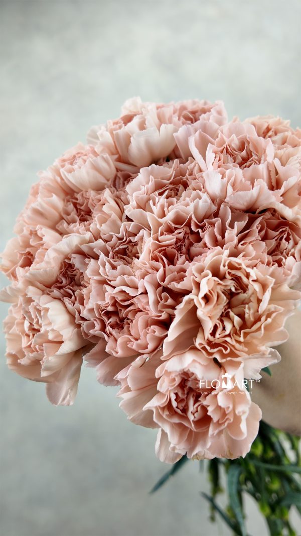 Dianthus st Peach Novia