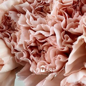 Dianthus st Peach Novia - Image 2
