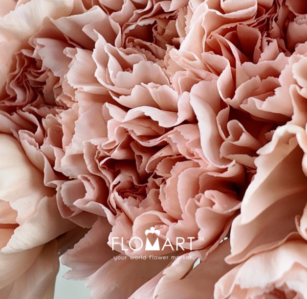 Dianthus st Peach Novia