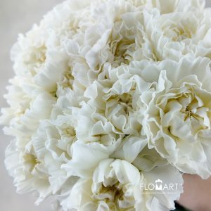 Dianthus st Polar Route