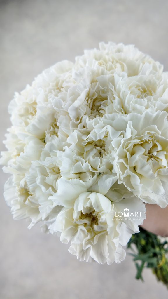 Dianthus st Polar Route