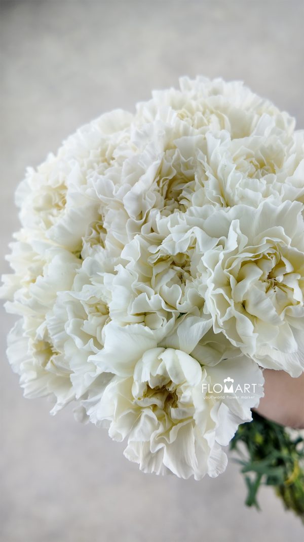 Dianthus st Polar Route Dianthus st Polar Route