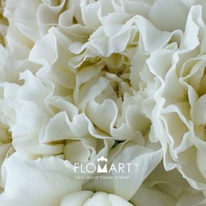 Dianthus st Polar Route - Image 2