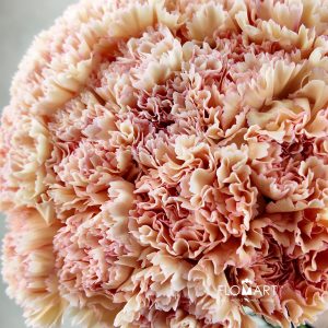Dianthus st Samai