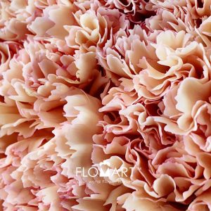 Dianthus st Samai - Image 2