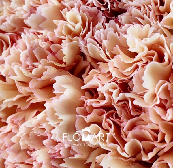 Dianthus st Samai