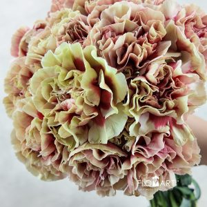 Dianthus st Sequoia