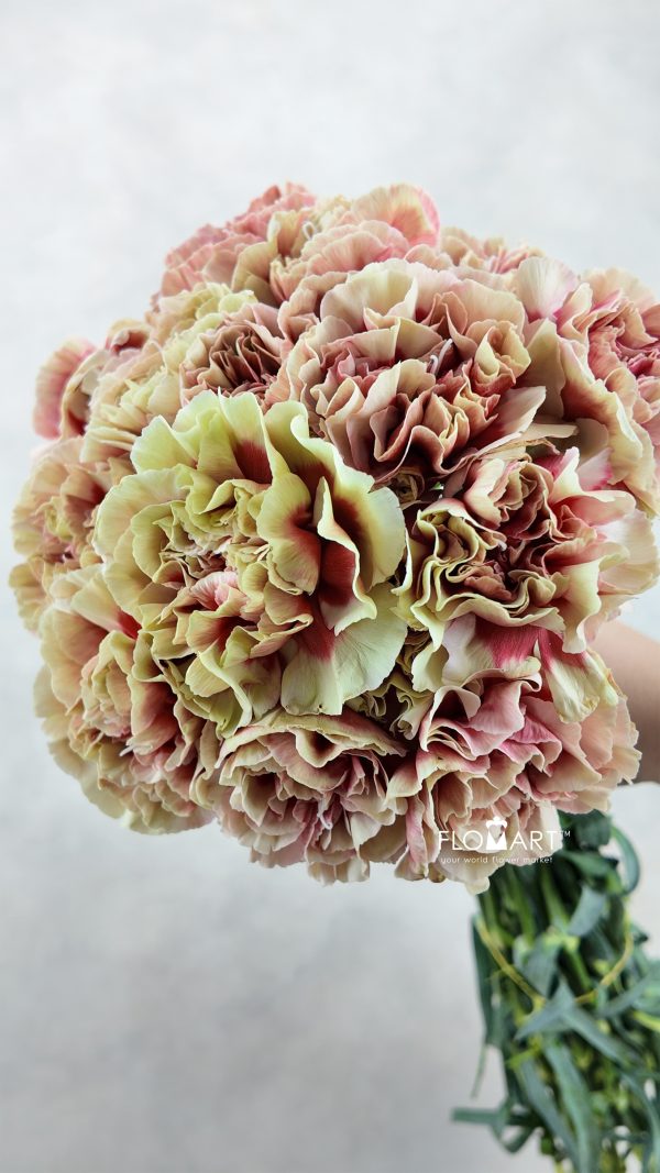 Dianthus st Sequoia